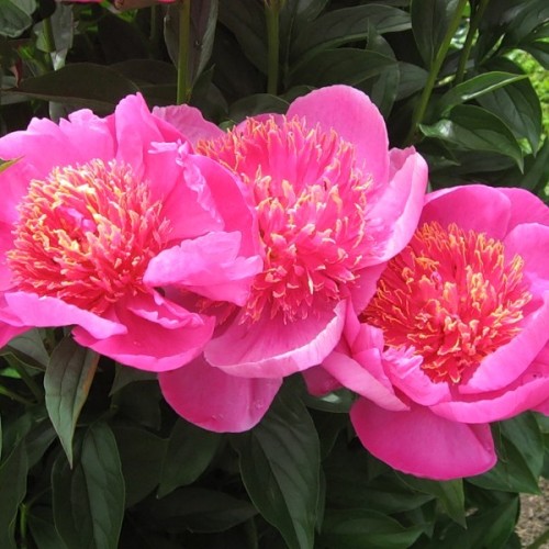 Peony Neon types and varieties. Peony Neon - planting, pruning, growing and  cultivation. The Plant Encyclopedia