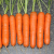 Морковь Нантская 5, ранняя Semena Luxe