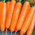 Морковь Нантская 4 (серия 1+1)