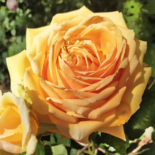 Роза Альба Кьяра BARNI (2 сорт)
