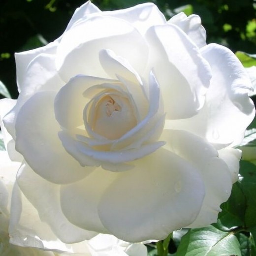Роза Аннапурна С2