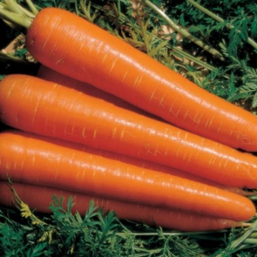 Морковь Амстердамская столовая