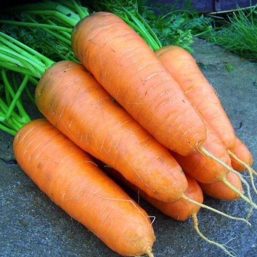 Морковь Шантенэ королевское столовая