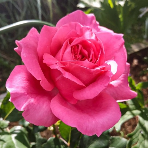 Роза Пароле С2