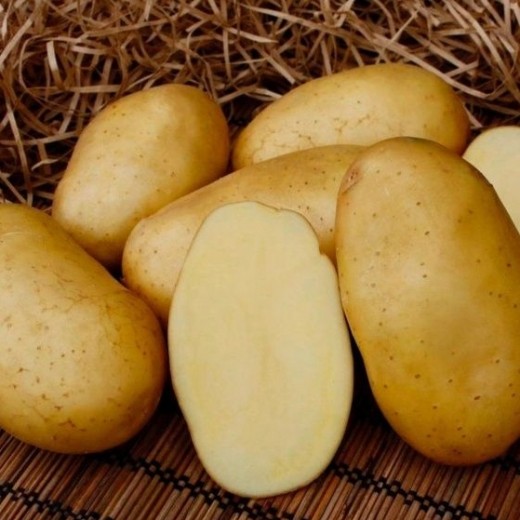 Картофель семенной Мадейра