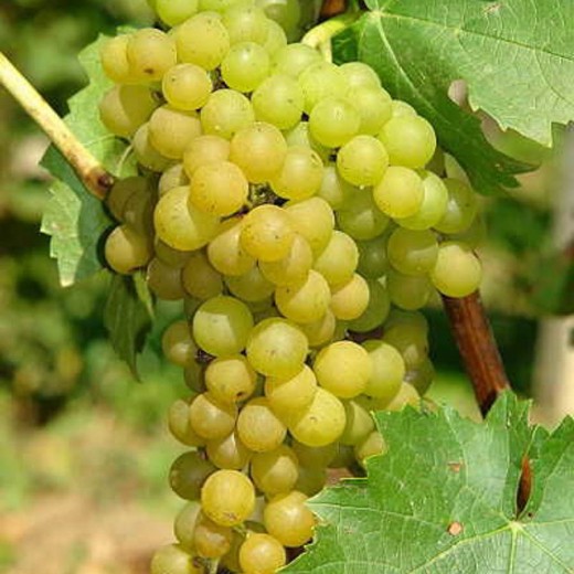 Виноград Солярис