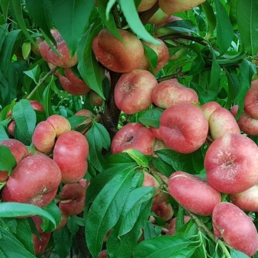 Персик инжирный Концеттина