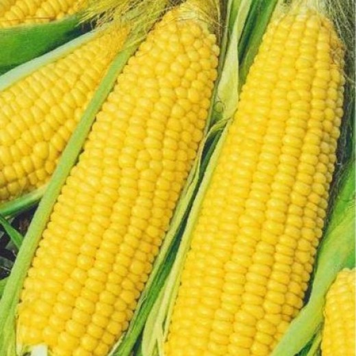 Кукуруза Кубанский Сахарный 210 цп