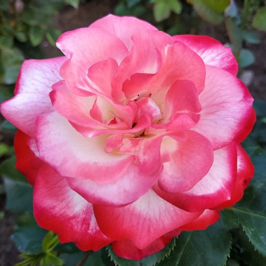 Роза штамбовая Жубиле дю Принс де Монако (уценка)