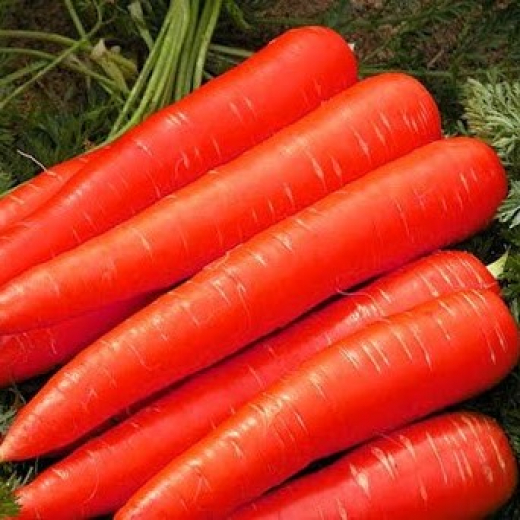 Морковь Карамель красная