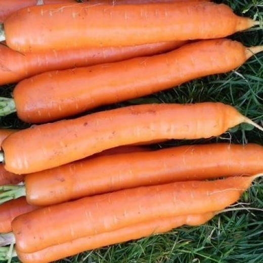 Морковь Тушон столовая
