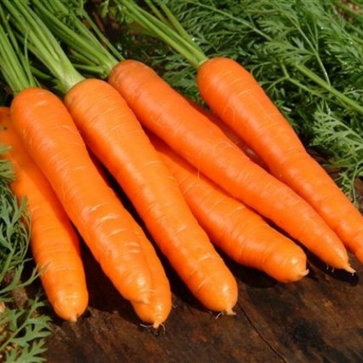 Морковь Флакке Королева Осени