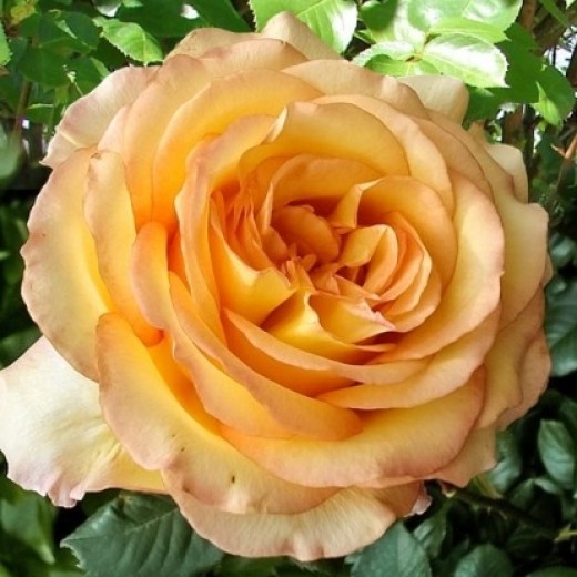 Роза штамбовая Роуз де Монт Марсан С2