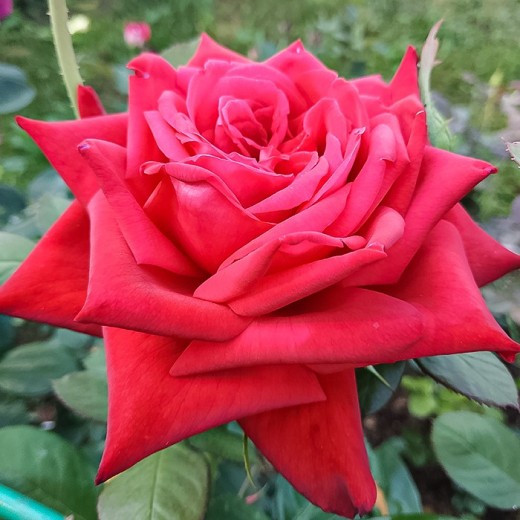 Роза Бургунд С2