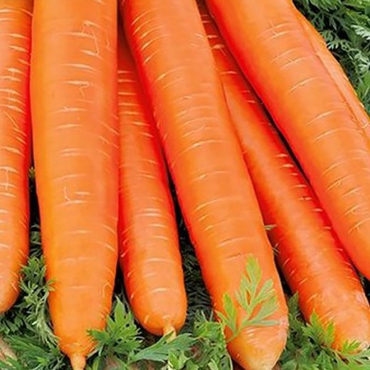 Морковь Длинная красная без сердцевины
