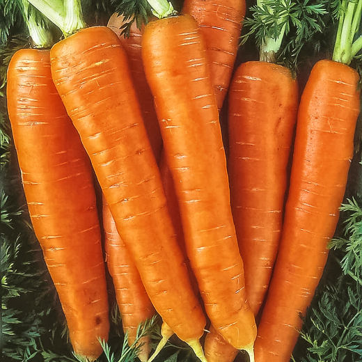 Морковь Оранжевый дружок