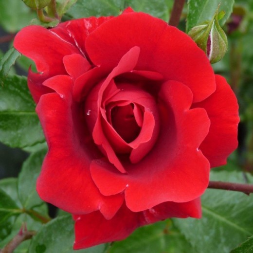 Роза Сантана С2