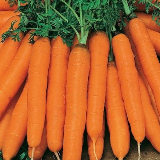 Морковь на ленте Амстердамска 8 м