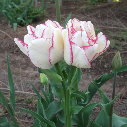 Тюльпан Белиция