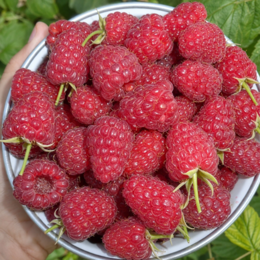 Малина Бриллиантовая Р9