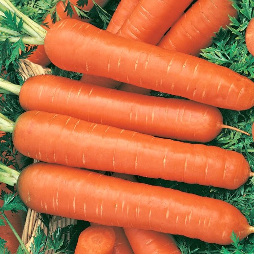 Морковь на ленте Зимний цукат 8 м