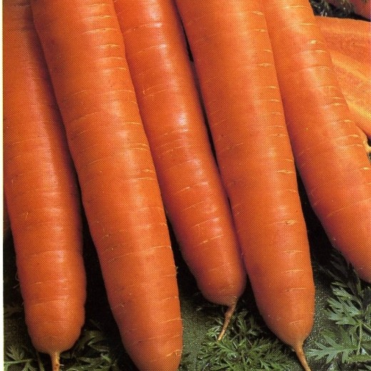 Морковь Королева осени столовая