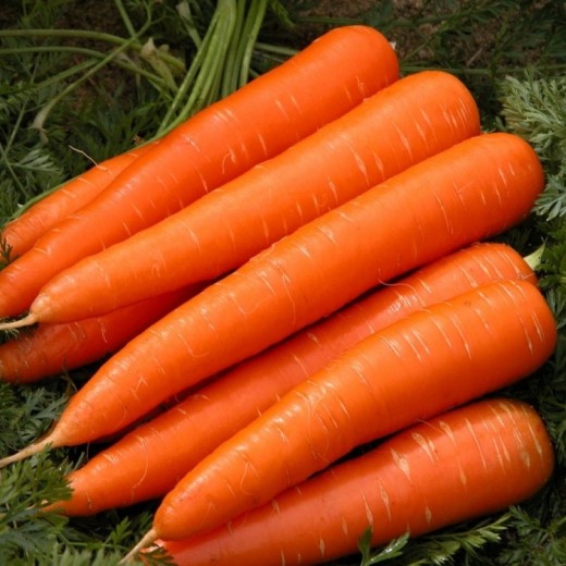 Морковь Император столовая