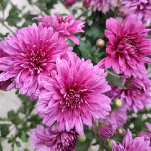 Хризантема 3К Светло-розовая