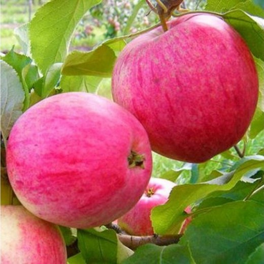 Яблоня Розовый налив (80-100 см)