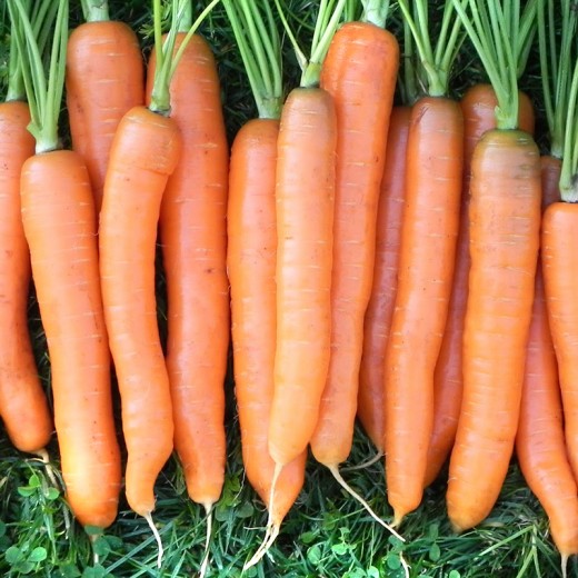 Морковь Зимний цукат
