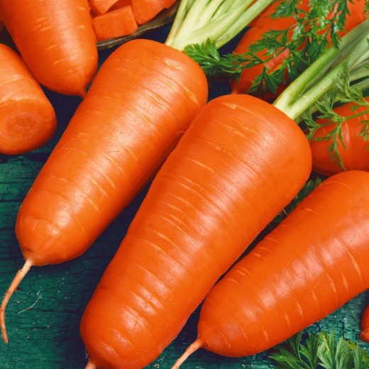 Морковь на ленте Шантенэ 2461
