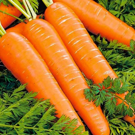 Морковь на ленте Оранжевый мускат 8 м