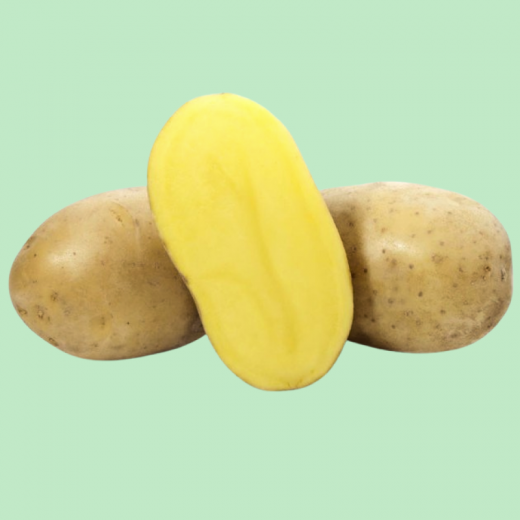 Картофель семенной Вега 5 кг