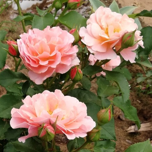 Роза Мария Кюри штамбовая
