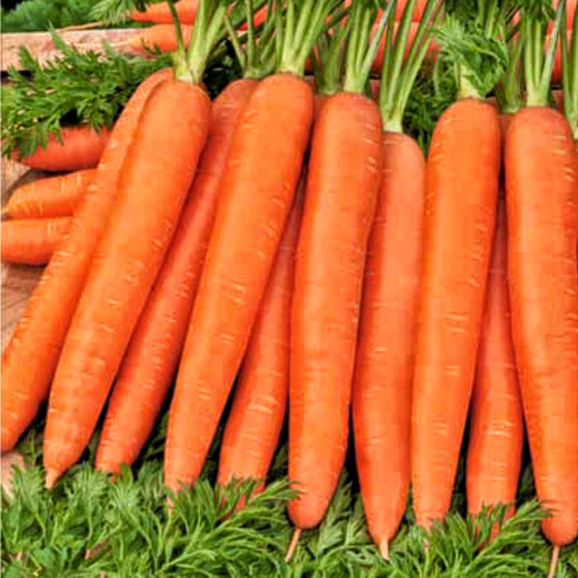 Морковь Ромоса