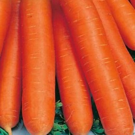 Морковь Витаминная-6 столовая
