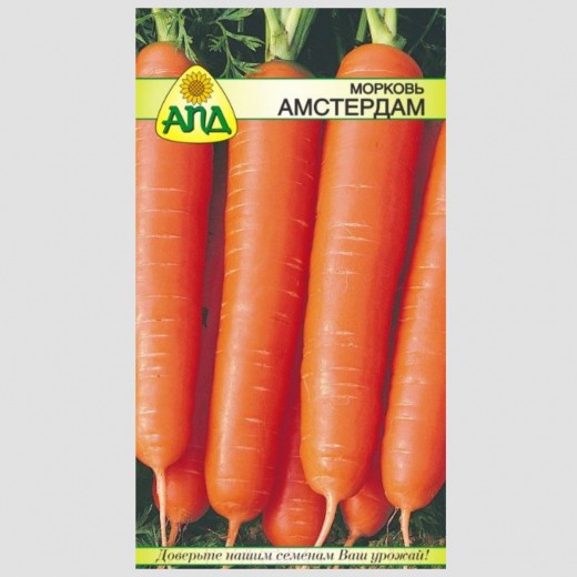Морковь Амстердам