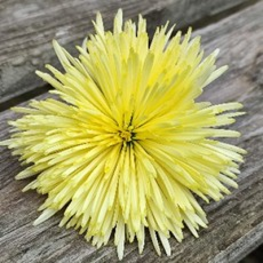 Хризантема 4К Светло-желтая