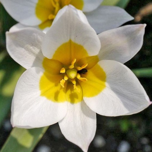 Тюльпан Полихрома