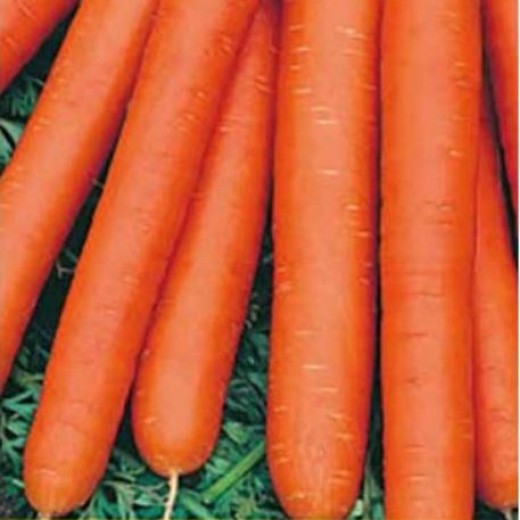 Морковь Голландка столовая