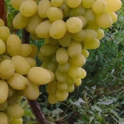 Виноград Лилла