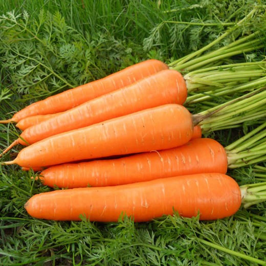 Морковь на ленте Витаминная 6