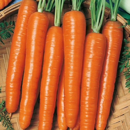 Морковь на ленте Оранжевый мускат 8 м