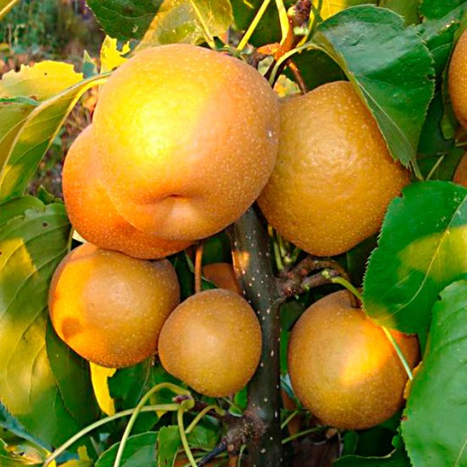 Яблоко-груша Нэши