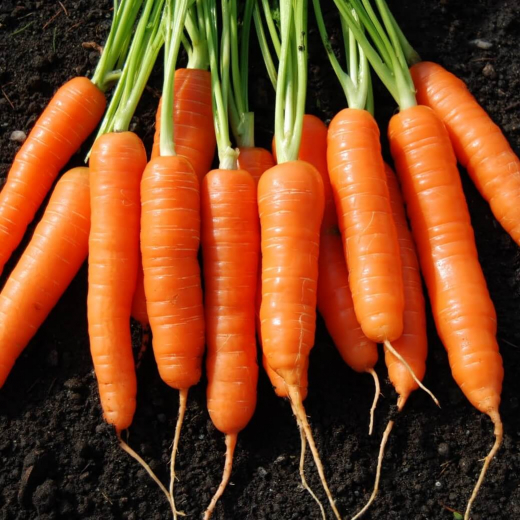 Морковь столовая Юкон F1, ранняя Semena Luxe