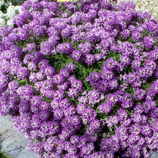 Лобулярия Фиолетовая королева (серия Сад ароматов)