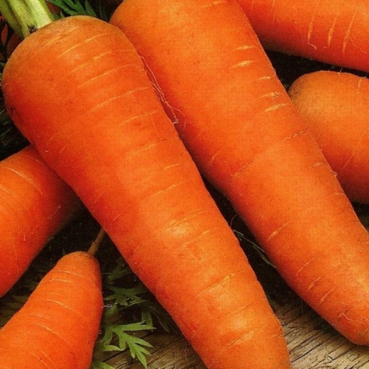 Морковь гранулир. Шантенэ 2461