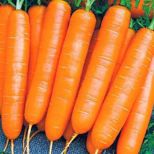 Морковь Нантская 4 (серия 1+1)
