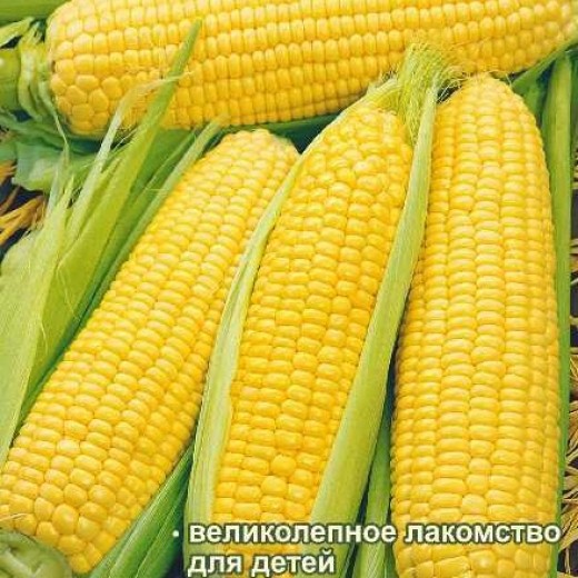 Кукуруза Лакомка Белогорья цп