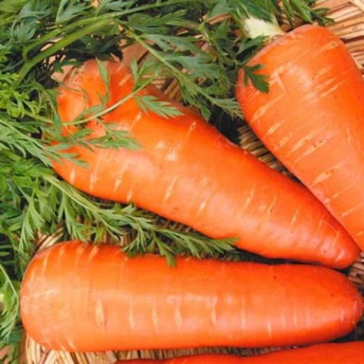 Морковь Шантенэ королевская столовая